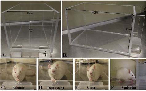 box metal rungs record nerve|Experimental spinal cord injury and behavioral tests in laboratory .